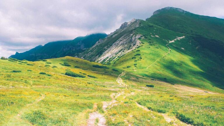 How Accurate Are The 99Exch Cricket Odds?